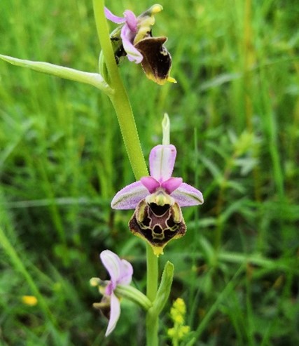 ophrys fucifora