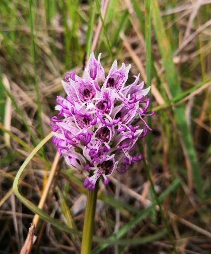 orchis singe