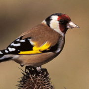 chardonneret élégant