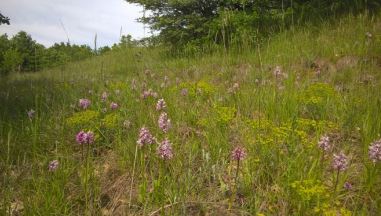 ps orchis simia