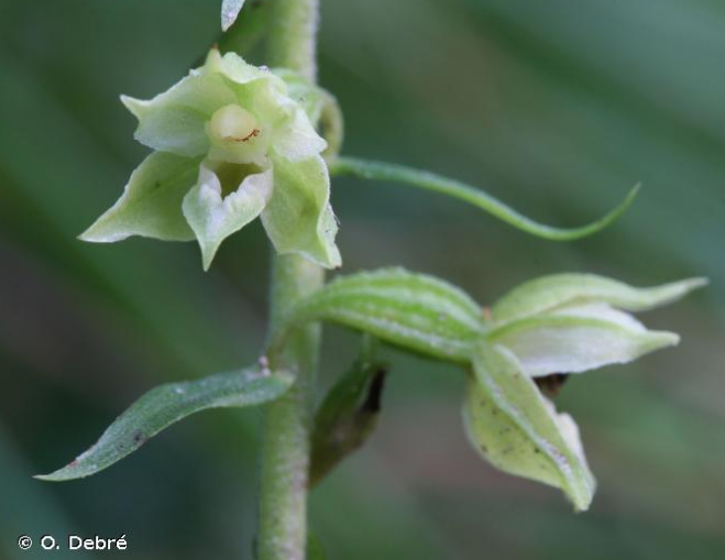 Epipactis